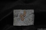 Rarely Offered Pennsylvanian Trilobite Ditomopyge #438-1